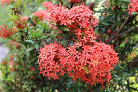 Growing Ixora A Full Planting Guide