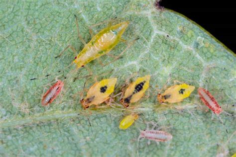 30+ How To Treat Aphid Infestation Stock Photos, Pictures & Royalty ...