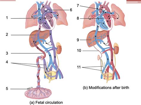 Fetal Circulation And Modifications After Birth Diagram Quizlet