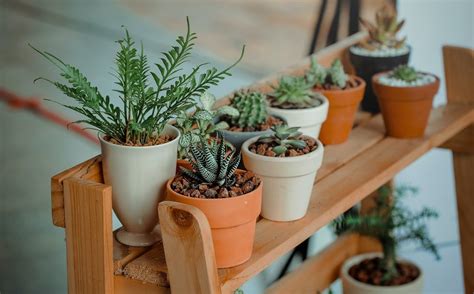 Moyens Pour Arroser Ses Plantes Pendant Les Vacances