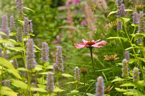 Echinacea Prairie Splendor Vignette Scott Weber Flickr