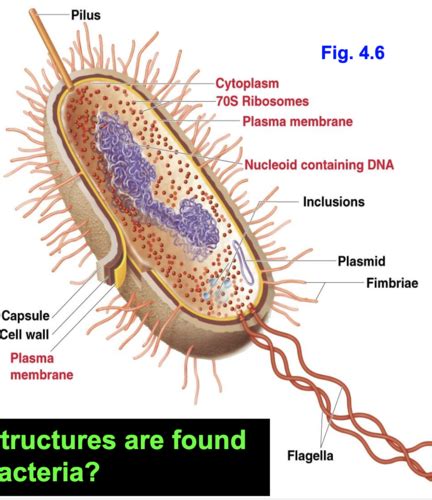 Biol Ch Learning Ob Flashcards Quizlet