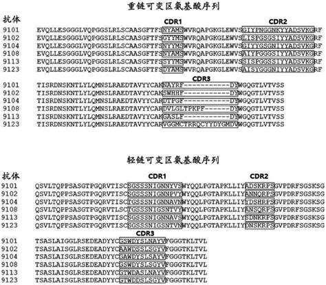 与酸性鞘磷脂酶蛋白特异性结合的抗体的制作方法