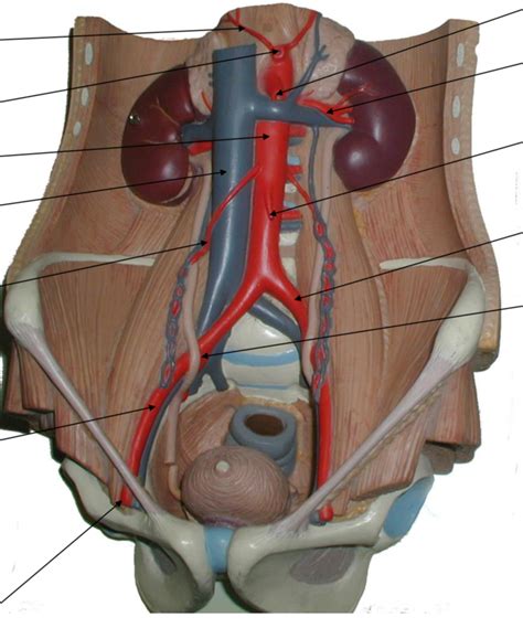 Vessels Of Torso Diagram Quizlet