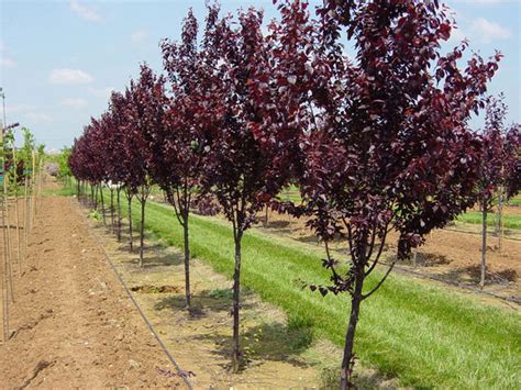 Plum Tree: Pictures, Images, Photos, Facts on Plums