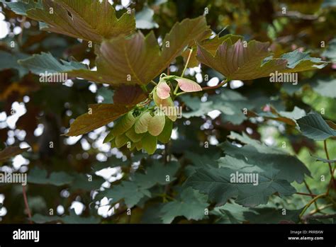 Acer Pseudoplatanus Atropurpureum Banque De Photographies Et Dimages