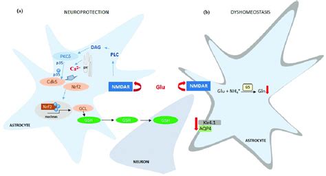 Schematic Description Of Mechanisms By Which Nmdar Activation In