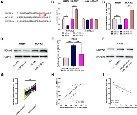 Circ Up Modulated Nova Expression By Down Modulating Mir