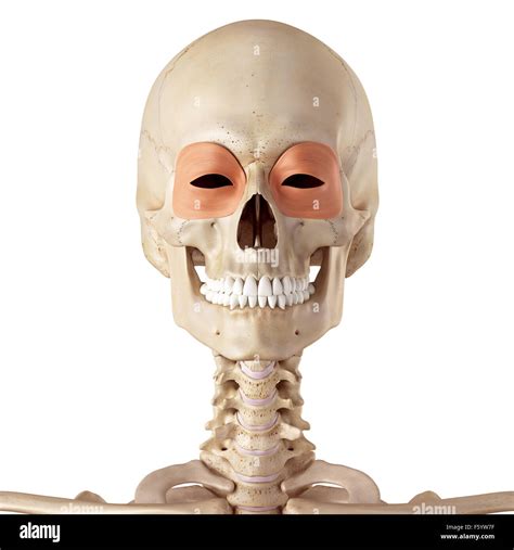 Medical Accurate Illustration Of The Orbicularis Oculi Stock Photo Alamy