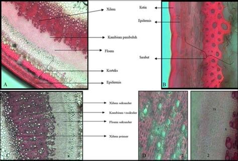 Gambar 2 Foto Mikrograf Irisan Batang Anyelir A Pertumbuhan