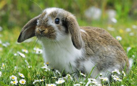 Beautiful Bunny Rabbits Wallpaper 40120984 Fanpop