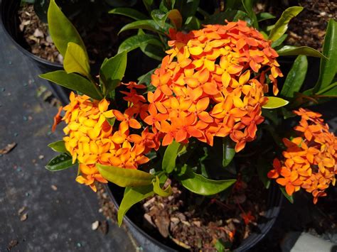 Ixora Pudica