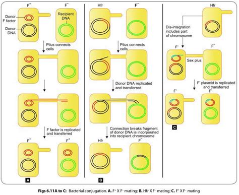 Horizontal Gene Transfer In Bacteria Transformation Transduction And Conjugation