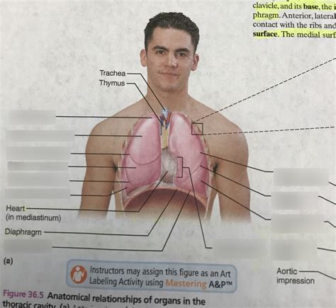 Lungs Part 1 Diagram Quizlet