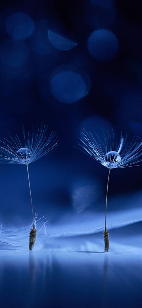 Samsung Galaxy Dandelion Wallpaper