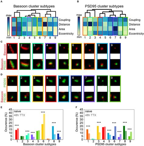 Frontiers Activity Dependent Remodeling Of Synaptic Protein