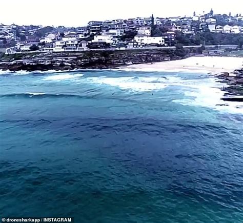 Drone Footage Shows Great White Shark Swimming Metres From Surfers At