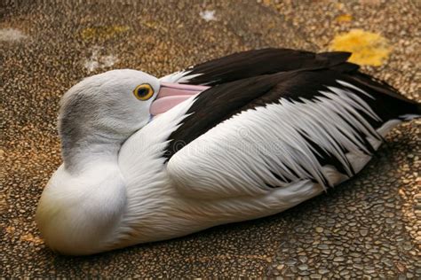 Los Pel Canos Con El Nombre Latino Pelacanus Conspircillatus Son