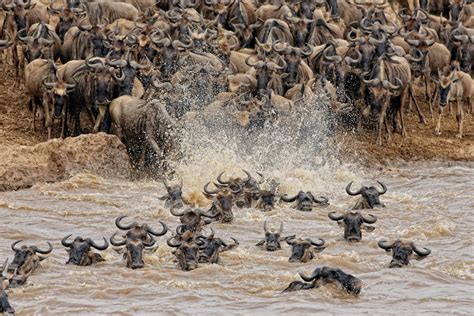 Interesting Wildebeest Migration Facts From Kenya And Tanzania