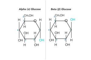 Alpha vs Beta Glucose: Differences and Similarities - HowChimp