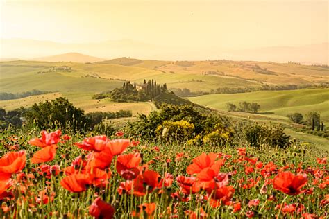 Poppy Flower Field In Beautiful Landscape Scenery Of Tuscany In Italy ...