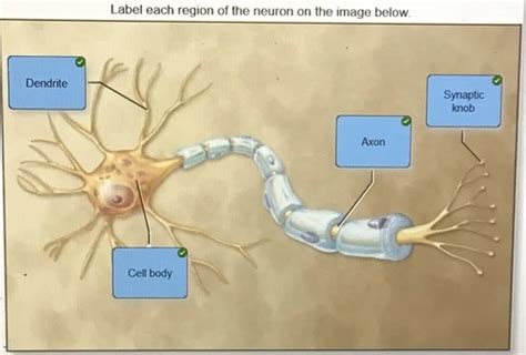 Flashcards A P 1 Chapters 12 13 Practice Action Potential With