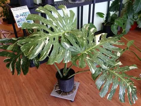 VARIEGATED MONSTERA DELICIOSA Swiss Cheese Plant Variegata Thai