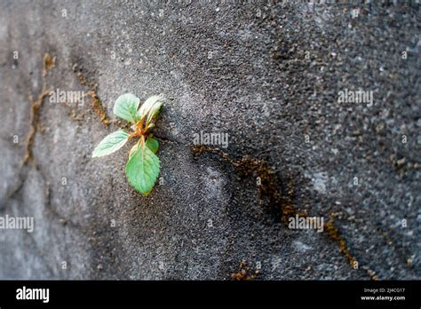 Planta Que Crece En Concreto Fotograf As E Im Genes De Alta Resoluci N