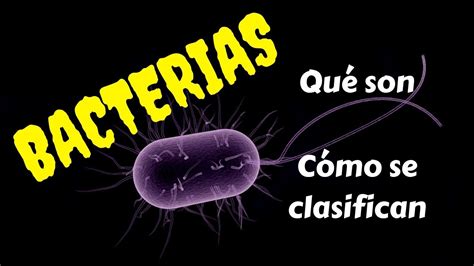 Que Son Bacterias