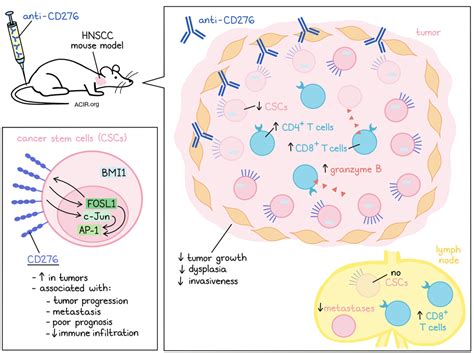 cd helps cancer stem cells dodge  immune bullet