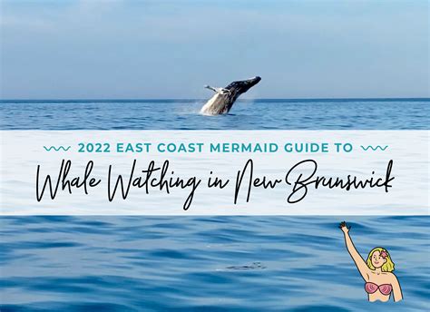 2022 East Coast Mermaid Guide to Whale Watching in New Brunswick - East