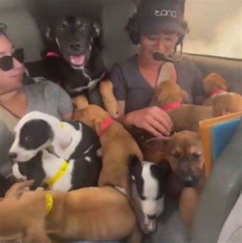 27 Cuccioli 3 Volontarie E Il Pilota Nell Aereo Per Salvare I Cani VIDEO