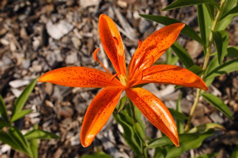 My Virtual Maryland Garden: Lilium tsingtauense