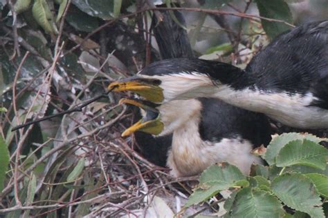 More Photos of Little Pied Cormorant Nesting Behaviour