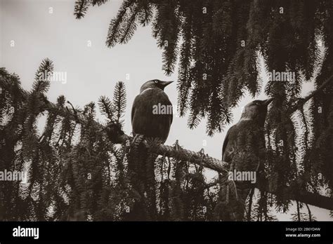 Black And White Closeup Of Two Crows Sitting On A Fir Tree Branch Stock