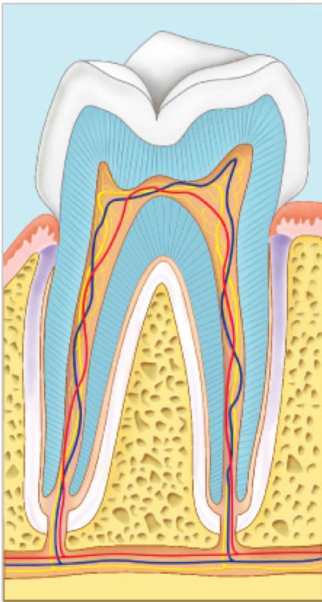 Diagram Review Tooth Anatomy Diagram Quizlet