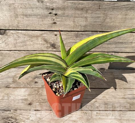 SHPRE14970 Sansevieria Robusta Dwarf f variegata Кактус онлайн