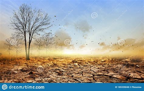 Treee Ground And Background