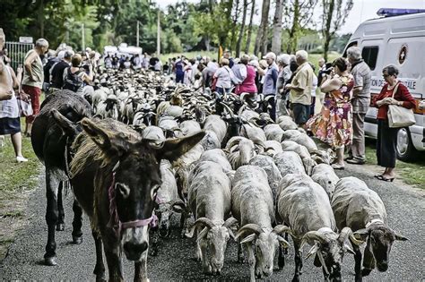 Transhumance le parcours dévoilé