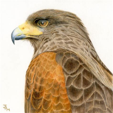 Harriss Hawk Bird Art Giclee Print Open Edition Etsy Bird Art