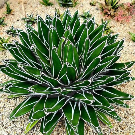 Types Of Agave Plants: Varieties For Houseplant and Landscape Use