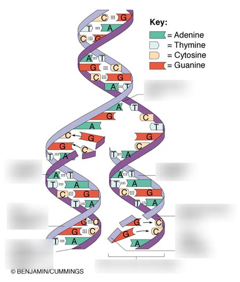 DNA diagram Diagram | Quizlet