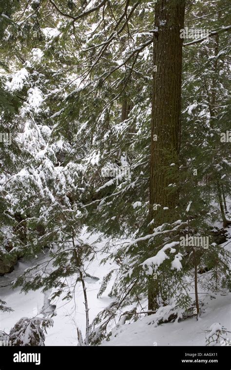 Stowe Vermont An Eastern Hemlock Forest In Sterling Gorge Vermont S