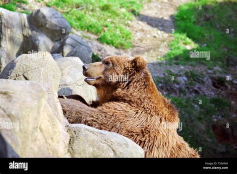 Brown Bear Ursus Arctos Beringianus Leaning Against Rock Portrait Stock