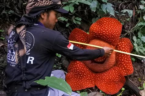 largest flowers