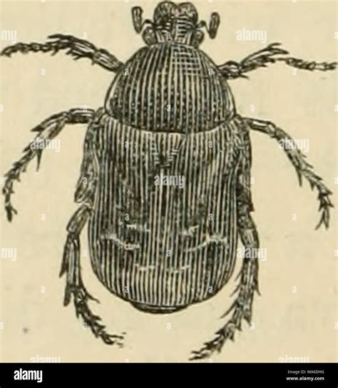 Elements Of Entomology An Outline Of The Natural History And Classification Of British