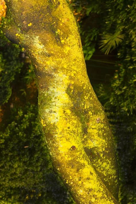 Tree In The Mirror Of A Dancing Woman At The Botanical Garden Of Villa