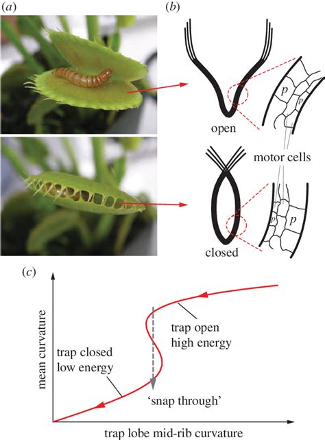 Anatomy Of Venus Fly Trap