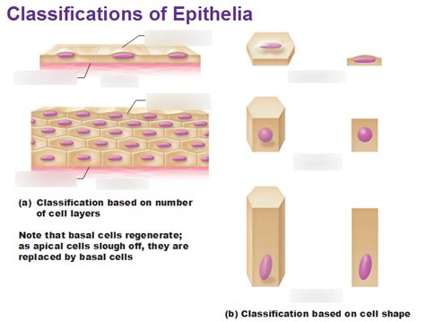 4.1 Epithelial Tissue -Figure 4.2- Classification of Epithelia Diagram ...