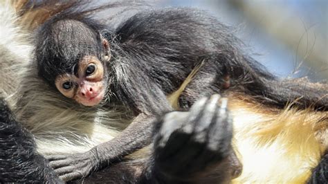 Newborn Spider Monkey